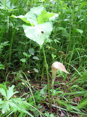 Arisaema amurense