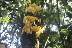 Stanhopea pseudoradiosa