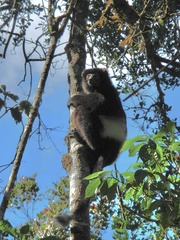 Propithecus edwardsi