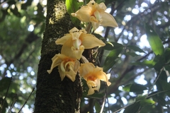 Stanhopea pseudoradiosa
