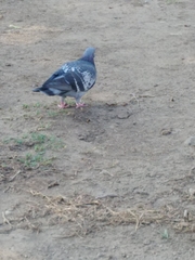 Columba livia