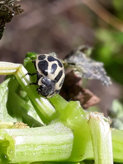 Epilachna paenulata