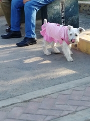 Canis familiaris