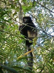 Propithecus edwardsi