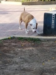 Canis familiaris