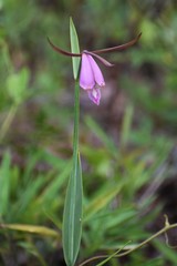 Cleistesiopsis divaricata