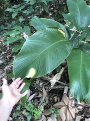 Calathea lutea