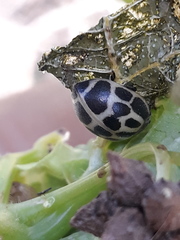Epilachna paenulata
