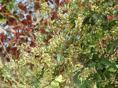 Paullinia fuscescens