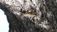 Sceloporus occidentalis