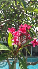 Plumeria rubra