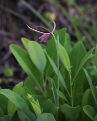 Cleistesiopsis divaricata