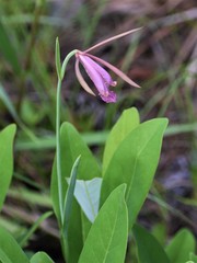 Cleistesiopsis divaricata