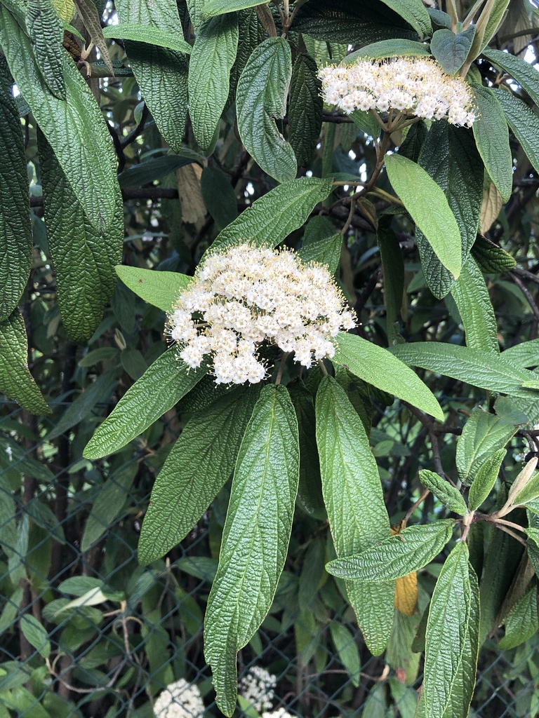 Viburnum rhytidophyllum