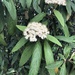 Viburnum rhytidophyllum - Photo (c) fastcoretux,  זכויות יוצרים חלקיות (CC BY-NC)