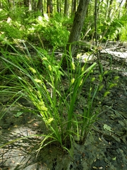 Carex tuckermanii