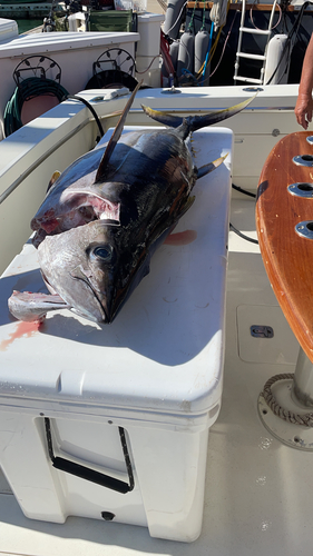 Thunnus, 2021-05-31
