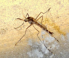 Aedes epactius