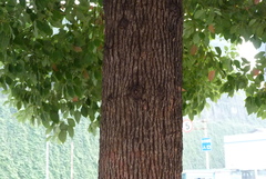 Tracheophyta