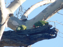 Amazona finschi × viridigenalis