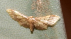 Idaea furciferata