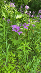 Hesperis matronalis
