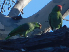 Amazona finschi × viridigenalis