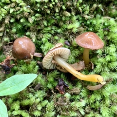 Gliophorus perplexus