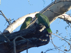 Amazona finschi × viridigenalis