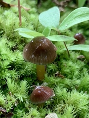 Gliophorus perplexus