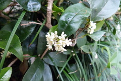 Osmanthus fragrans