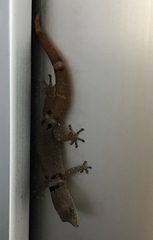 Sphaerodactylus glaucus