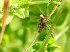 Rhagio atlanticus