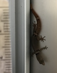 Sphaerodactylus glaucus