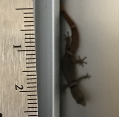 Sphaerodactylus glaucus