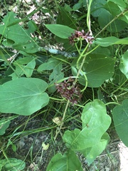 Matelea carolinensis