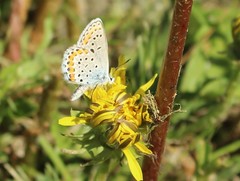 Plebejus melissa