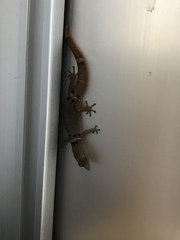 Sphaerodactylus glaucus