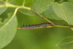 Malacosoma neustria