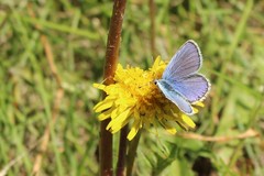 Plebejus melissa