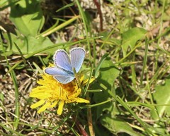 Plebejus melissa