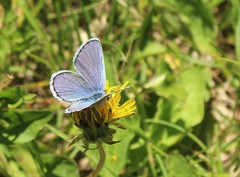 Plebejus melissa