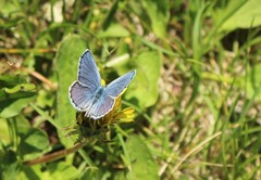 Plebejus melissa