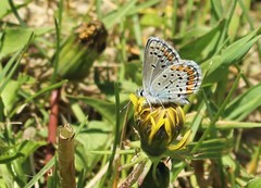 Plebejus melissa