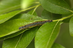 Malacosoma neustria