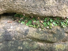 Mannia fragrans
