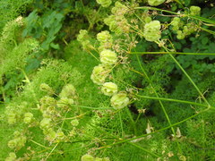 Prangos ferulacea