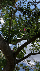 Bauhinia × blakeana