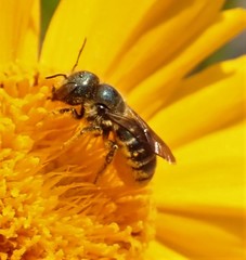 Osmia georgica