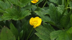 Ranunculus repens
